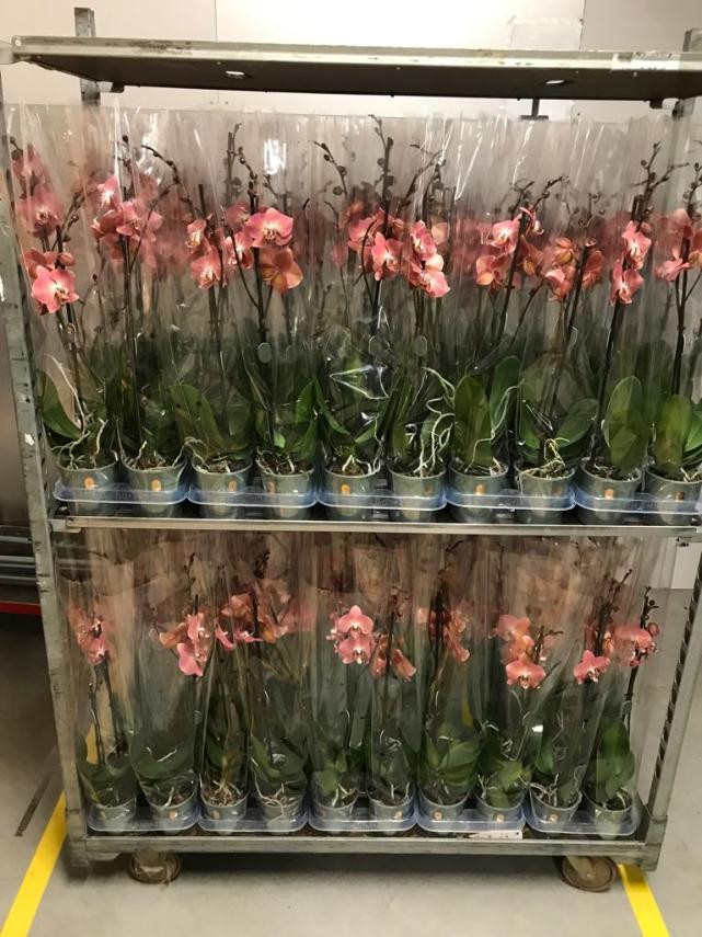 Phal 1-tak Dragon Heart 12/65