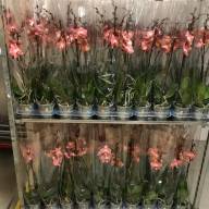 Phal 1-tak Dragon Heart 12/65 - IMG-ae6be5b9f51fcbc1444e14a4d682b612-V