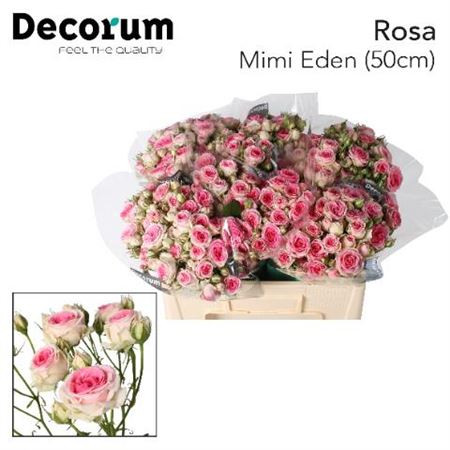 Spray Mimi Eden 35 sm