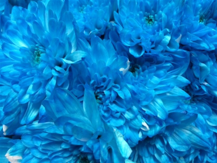 Chr T Baltica Blue Light X5