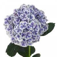 Hydr Z Harlekijn Blauw X5 Holland