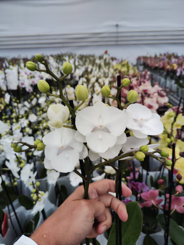 Phal 1-tak Biglip White 12/55