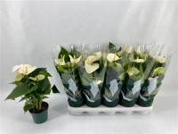 Anthurium Vanilla 14/55