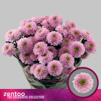 Chr Santini Tanga Pink X25