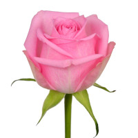 Rose Charlize 60 sm