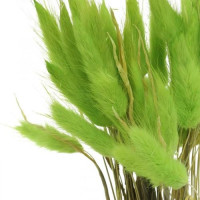 Lagurus Verde Foglia 70 cm Holland