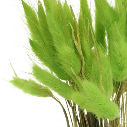 Lagurus Verde Foglia 70 cm Holland