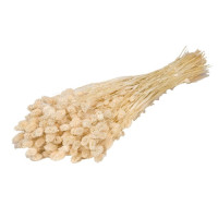 Phalaris Bleached 100gr Italia