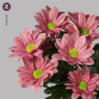 Chr T Grand Cherry
