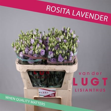 Eust G Ros Lavender Van Der Lught