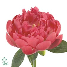 Paeo L Pink Hawaiian Coral
