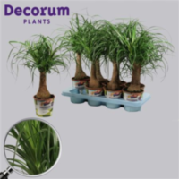 Beaucarnea Recht 14 Cm (decorum)
