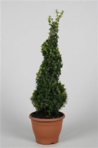 Buxus Spiraal