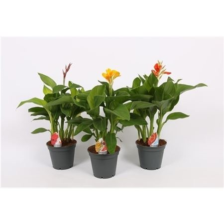 Canna Island 17cm Met Bloem Mix