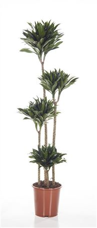 Dracaena Compacta 120/90/60/30