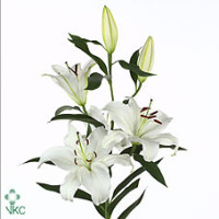 Lilium S Or Santander X10 Holland
