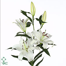 Lilium S Or Santander X10 Holland