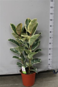 Ficus Elastica 'tineke'
