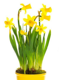 Narcis Tete A Tete 16/15
