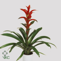 Guzmania Rana