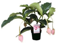 Medinilla Magnifica lambada 14/40