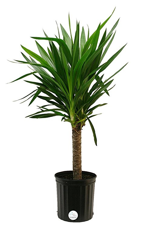 Yucca 2pp 17/100