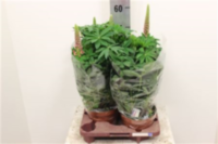 Lupine Gemengd