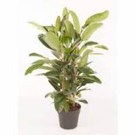 Ficus Beng Roy 21/105 - Ficus Beng Roy 21