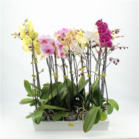 Phal 2-tak Opti