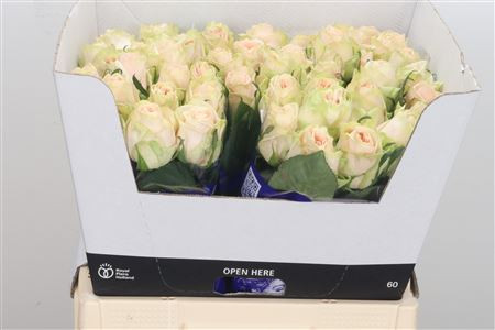 Rose Wedding Rose 60 sm