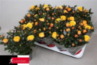 Rosa Grande Kordana Sunstar (grower)