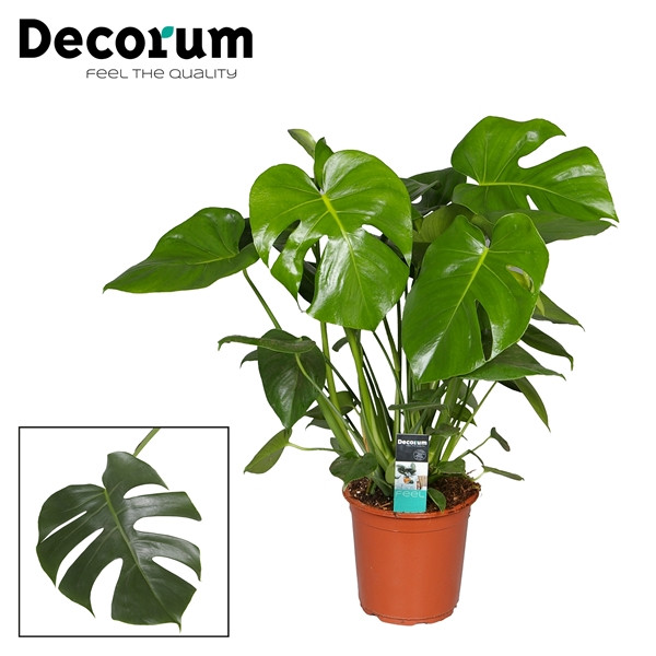 Monstera Deliciosa 24/120