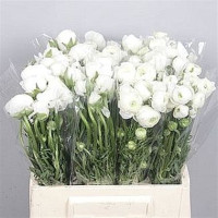 Ranunculus Elegance White Holland
