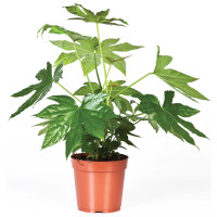Fatsia Ov 12/35