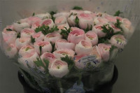 Ranunculus Hanoi Holland