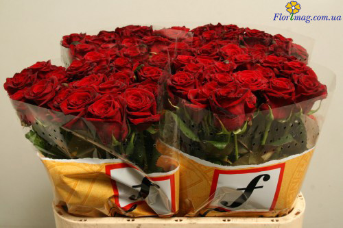 Rose Revival Red 40 sm