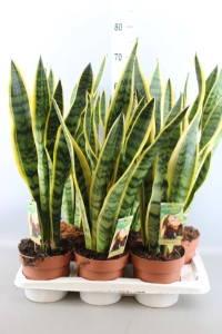 Sansevieria Laurentli ceramic 17/60