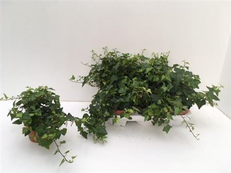 Hedera Helix Anna 17/90