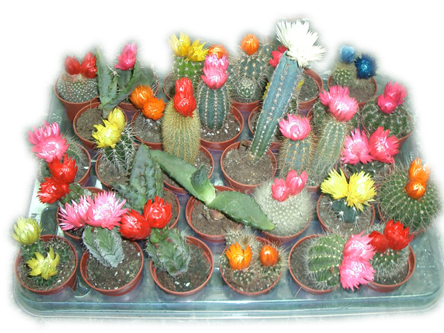 Cactus MIX Showdoos 08/10 (1015)