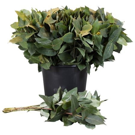 Robusta 55 cm