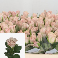 Rose Kl Menta 60 sm