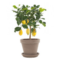 Citrus Limon