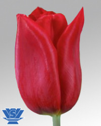 Tulp En Strong Love Holland