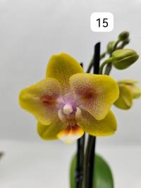 Phal 2-tak Phalaenova 15 12/65