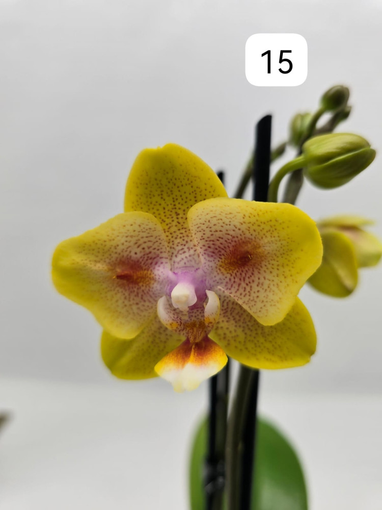 Phal 2-tak Phalaenova 15 12/65