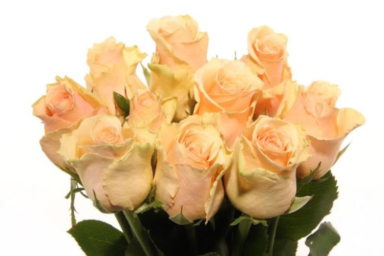 Rose Primavera 40 sm