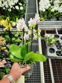 Phal 3/4-tak Blossom bliss 12/35