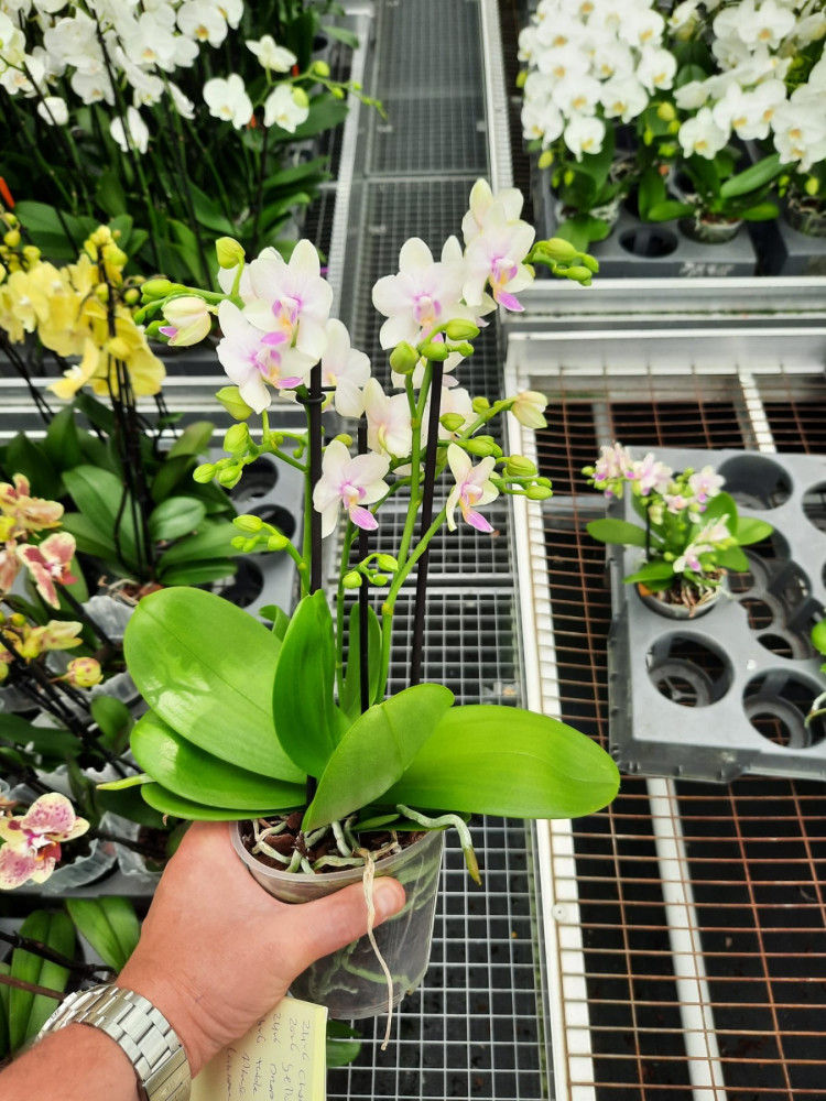 Phal 3/4-tak Blossom bliss 12/35