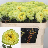 Rose Lemon Zeste 50 sm