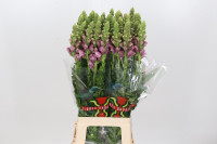 Antirrhinum Potomac Appleblossom